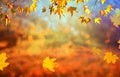 An autumn natural background