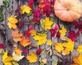 Pumpkins with fall leaves over wooden background. Top view. Halloween