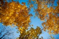 Autumn natural background with trees with yellow leaves on a blue sky background. Royalty Free Stock Photo