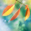 Autumn natural background with yellow and orange leaves. Copy space.