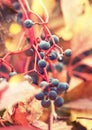 Autumn natural bokeh background with red leaves and blue berries, fall landscape Royalty Free Stock Photo