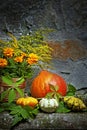 Autumn natural decoration Royalty Free Stock Photo