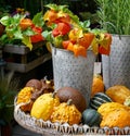 Autumn Natural Decoration with Chinese Lanterns in a bucket and Pumpkins, Orange and Green colors Royalty Free Stock Photo