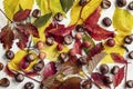 Autumn natural flat lay. Fall colorful leaves, wild small apples, berries, acorns, nuts, chestnut on light background, top view Royalty Free Stock Photo