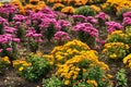 Autumn natural floral background.  Colorful flowers in park. Botanical Garden. Growing chrysanthemums. Copy space Royalty Free Stock Photo