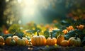 Autumn natural garden background, warm seasonal colors, fresh mixed pumpkins, green foliage and orange flowers