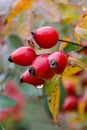 Autumn natural harvest - red ripe briar on bush, water drops at berries.
