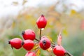 Autumn natural harvest - red ripe briar on bush, water drops at berries.