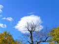 Autumn natural landscape.  large tree with bare twisted branches, against blue sky with clouds Royalty Free Stock Photo