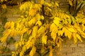 Autumn natural leaves background. Orange leaves pattern. Abstract autumn frame. november texture Royalty Free Stock Photo