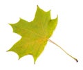 Autumn natural maple leaf green yellow isolated on white background Royalty Free Stock Photo