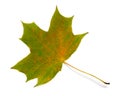 Autumn natural maple leaf green yellow isolated on white background Royalty Free Stock Photo