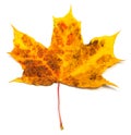 Autumn natural maple leaf yellow red orange brown spots isolated on white background Royalty Free Stock Photo