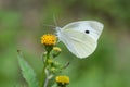 Cabbage butterfly