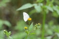 Cabbage butterfly