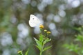 Cabbage butterfly