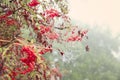 Autumn natural wallpaper