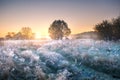 Autumn nature. Autumn nature. Meadow covered by hoarfrost early in the morning.