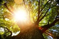 Autumn nature background; big old oak tree against sunlight