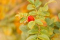 Autumn nature background. Bright deep yellow backdrop with red berry rosehip