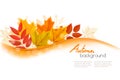 Autumn Nature Background With Colorful Leaves.