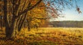 Autumn nature background. Colorful trees on golden meadow. Red and yellow foliage. Scenic nature. Fall.