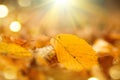Autumn nature background. Fall abstract autumnal background