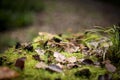 Autumn nature background with green moos Royalty Free Stock Photo