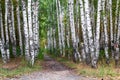 Birch Grove. Birch Forest autumn view. Path through forest foliage