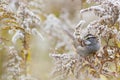 Autumn nature background - White-throated sparrow bird Royalty Free Stock Photo