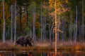 Autumn nature. Bear hidden in yellow forest. Fall trees with bear, mirror reflection. Beautiful brown bear walking around lake,