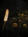 Autumn nature close up, fallen quince background