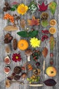 Autumn Nature Study Botanical Composition