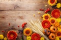 Autumn nature composition with orange and yellow gerbera flowers, decorative pumpkins, wheat ears on table top view. Thanksgiving Royalty Free Stock Photo