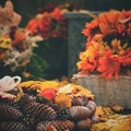 Autumn nature concept.Beautiful autumn decorations. Colorful autumn flowers at the cemetery - Halloween. Royalty Free Stock Photo