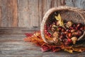 Autumn nature concept. Dogberry, leaves in a basket, pumpkins an fall seeds on a wooden table Royalty Free Stock Photo