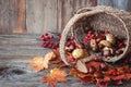 Autumn nature concept. Dogberry, leaves in a basket, pumpkins an fall seeds on a wooden table Royalty Free Stock Photo