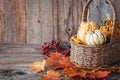 Autumn nature concept. Dogberry, pumpkinsin a basket, colorful leaves  on a wooden table Royalty Free Stock Photo