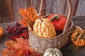Autumn nature concept. Dogberry, pumpkinsin a basket, colorful leaves  on a wooden table Royalty Free Stock Photo