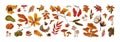 Autumn nature decoration set. Various fall tree leaves, yellow foliage: maple, oak, rowan, pine paw with cone. Forest