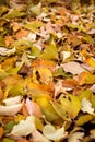 Autumn nature detail of many dry leaves on the ground in warm autumnal colors as a natural outdoors fall season Royalty Free Stock Photo