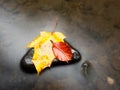 Autumn nature. Detail of rotten orange red maple leaf. Fall leaf lay on dark stone in blurred mirror Royalty Free Stock Photo