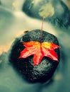 Autumn nature. Detail of rotten orange red maple leaf. Fall leaf on stone Royalty Free Stock Photo