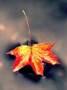 Autumn nature. Detail of rotten orange red maple leaf. Fall leaf on stone Royalty Free Stock Photo