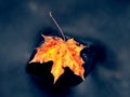 Autumn nature. Detail of rotten orange red maple leaf. Fall leaf on stone Royalty Free Stock Photo