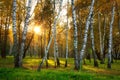 Autumn nature. Fall forest in sunlight. Birch trees in autumnal forest Royalty Free Stock Photo