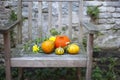 Autumn nature. Fall fruit on wood. Thanksgiving. autumn vegetables on an old chair in the garden Royalty Free Stock Photo