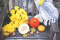 Autumn nature. Fall fruit on wood. Thanksgiving. autumn vegetables on an old chair in the garden, free space for text, yellow Royalty Free Stock Photo