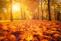 Autumn nature. Fall scene. Tranquil background. Royalty Free Stock Photo