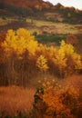 Autumn, nature or field and landscape in countryside with tree, hill or mountain environment in New Zealand. Agriculture Royalty Free Stock Photo